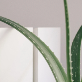 Exfoliative Scalp Therapy